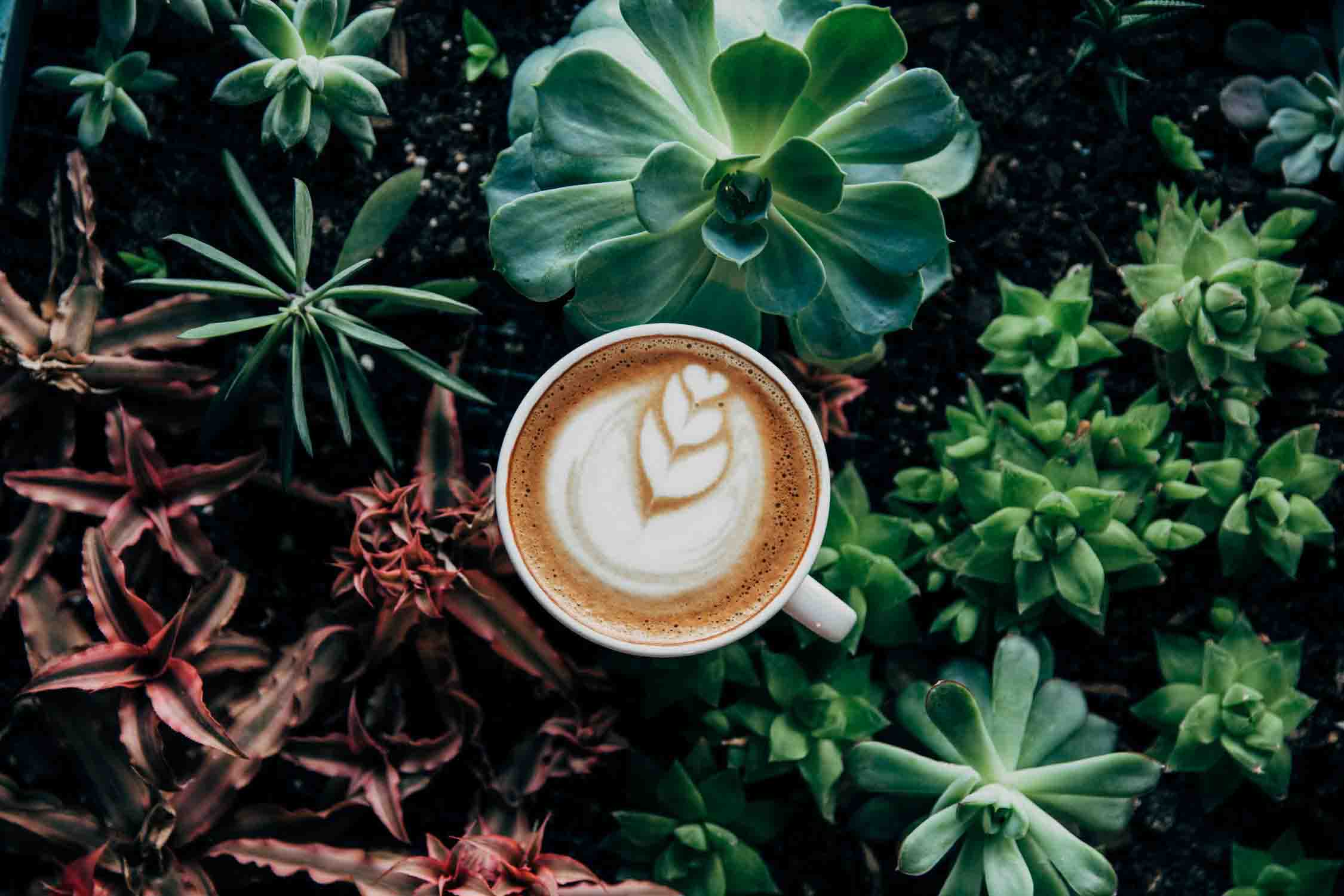 Image of a latte on a bed of succullents